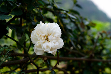 Beautiful white rose in the botanical garden