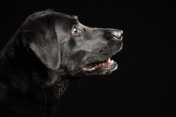 a black labrador retriever dog side profile head portrait in the studio against a black background