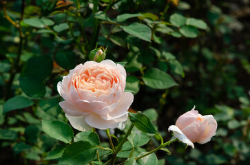Beautiful pink roses in the botanical garden