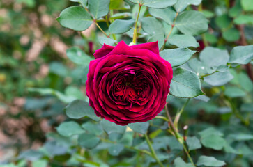 Beautiful red rose in the botanical garden