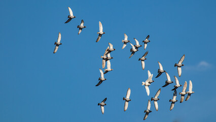 Tauben (columbae) fliegen im Schwarm