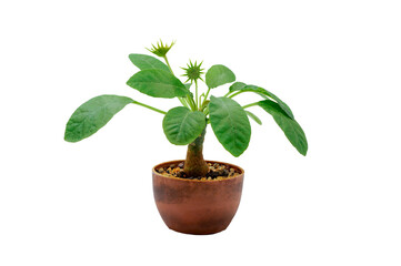 Dorstenia Foetida which is a small indoor plant with flower in a pot 