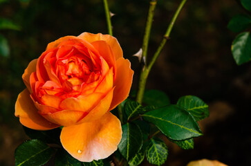 Beautiful yellow rose in the botanical garden