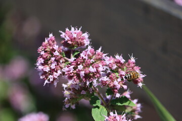 Obraz premium Sweden. Oregano (Origanum vulgare) is a species of flowering plant in the mint family Lamiaceae. 