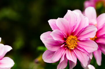 Beautiful flowers blooming in the garden on a sunny day