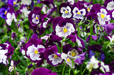 Beautiful flowers blooming in the garden on a sunny day