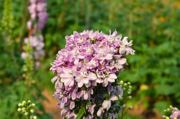 Beautiful flowers blooming in the garden on a sunny day
