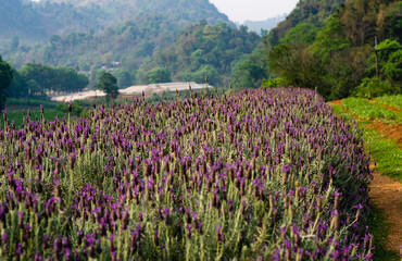 Fototapeta premium Purple heather flowers blooming outdoors on a sunny spring day