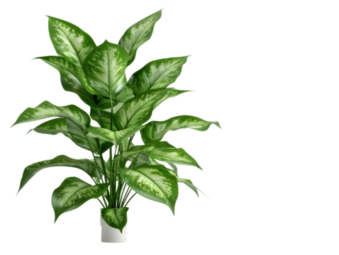 A lush green Indoor plants Dumb Cane Dieffenbachia seguine with variegated leaves in a white pot.