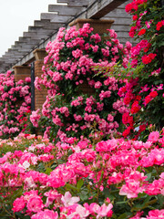 山下公園の色とりどりのバラ