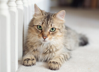 Light brown cat lying on floor looking at camera