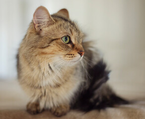 Close up of light brown cat crouching, looking to the right