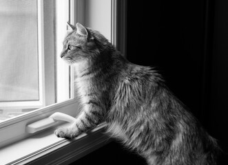 Cat looking out a window in black and white