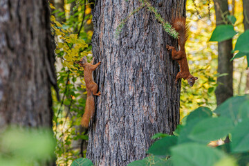 Two vibrant red squirrels adorably frolicking in their natural habitat by playfully climbing a towering tree in the lush, green forest