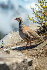 Quail bird on the mountains of Madeira island, wildlife photography