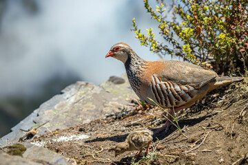 Quail bird on the mountains of Madeira island, wildlife photography