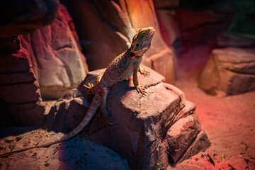 The bearded dragon lizard is comfortably perched on a rock in its artificial habitat, basking in...