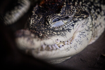 captures the fearsome face of a crocodile, with its menacing teeth and piercing eye staring...