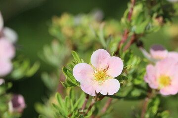 Sweden. Potentilla alba is a species of cinquefoil found in France.  