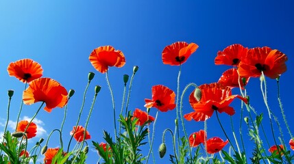 Obraz premium Bright red poppy flowers blooming under a clear blue sky. Vibrant nature photography for backgrounds and wallpaper. A stunning still life image captured at the peak of spring season. AI