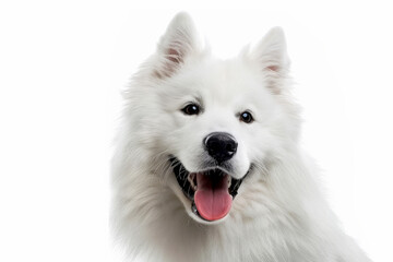 A joyful white dog with fluffy fur and a wide smile against a white background, embodying happiness and enthusiasm.