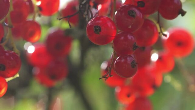 ripe Red Ribes growth at bush in garden. sunny morning. macro