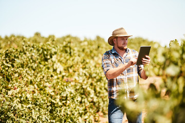 Man, farmer and tablet on vineyard or internet for quality inspection, digital farming and monitor crops in harvest season. Person, winery and online for viticulture application, web and agriculture.
