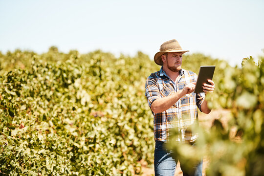 Man, farmer and tablet on vineyard or internet for quality inspection, digital farming and monitor crops in harvest season. Person, winery and online for viticulture application, web and agriculture.