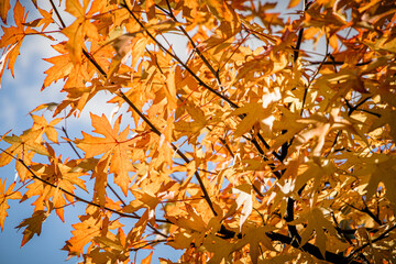 The golden hues of autumn leaves shine brilliantly under the warmth of the sun on a clear, sunny day