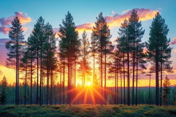 A Sunbeam Illuminates the Forest at Sunset