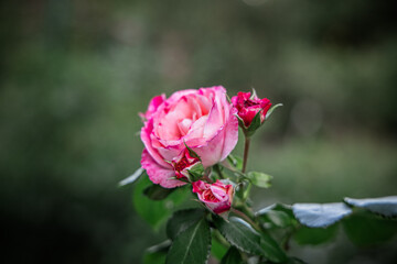 Pink rose in bloom against a green blurred
