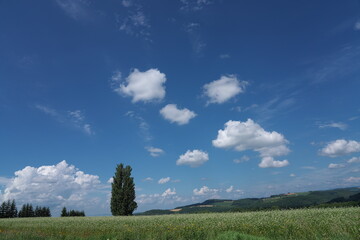 ケンとメリーの木