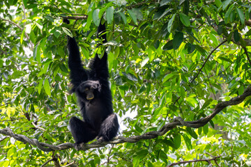 Siamang - Symphalangus syndactylus, large noisy black-furred gibbon native to the forests of Indonesia, Malaysia, and Thailand.