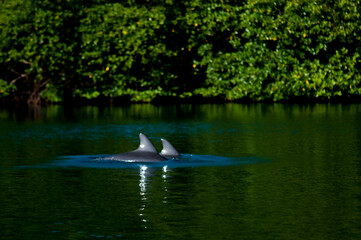 Delfines en Bocas del toro Panama 