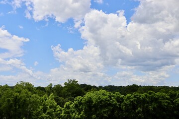 The white clouds over the tops of the forest trees.