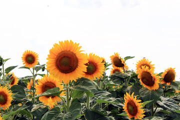 Fototapeta premium Stunning field of blooming sunflowers under a bright sky, showcasing vibrant colors and natural beauty in a rural setting