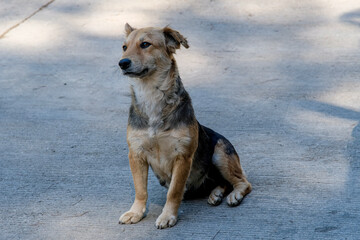 Brown black dog is chilling in the streets of Baguio City Philippines.