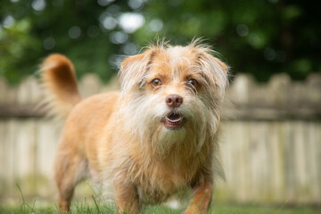 A brown, mixed-breed dog plays outside in a yard during summer.