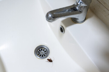 Cockroach in the sink, contrast of cleanliness and something disgusting