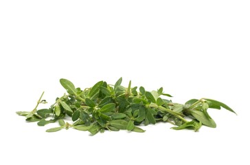 Closeup of Indian Chickweed Leaves or Gima Shak Isolated on White Background with Copy Space, Also Known as Glinus Oppositifolius, Maitakaduri Shak, Bitte Cumin or Dime Shak