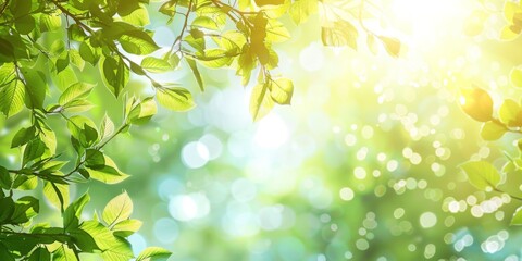 Obraz premium Blurry background of green spring trees with sunlight filtering through