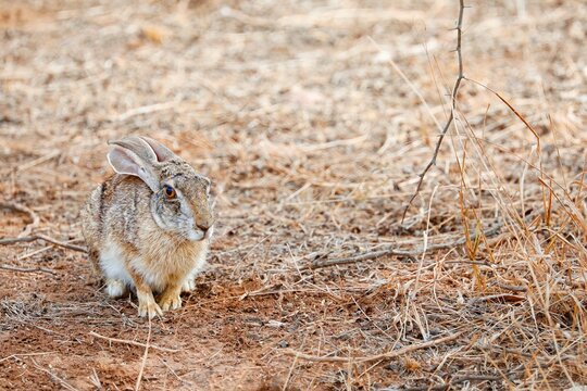 Indian Hare blending into the background