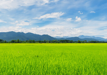 Rice plants in a paddy field: vibrant green.