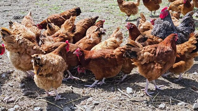 Chickens on traditional free range poultry farm