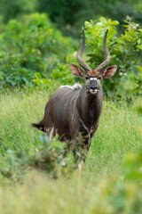Nyala, male, Tragelaphus angasii, Parc national Kruger, Afrique du Sud