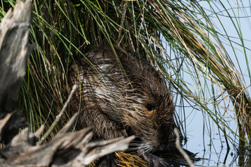 Ragondin,  Myocastor coypus