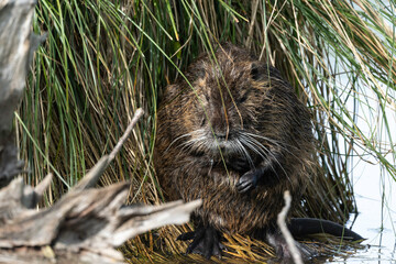 Ragondin,  Myocastor coypus