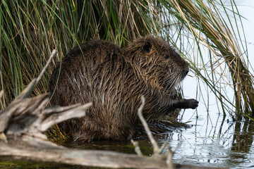 Ragondin,  Myocastor coypus