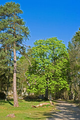 Pinus sylvestris, Pin sylvestre, Aesculus hippocastanum , Marronnier d'inde, Plaine de Franchard, Forêt de Fontainebleau, 77, Seine et Marne, France