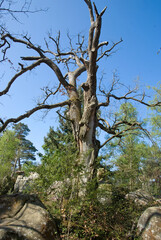 Fototapeta premium Quercus robur, Chêne du souvenir. Rochers, plaine de Franchard, Forêt de Fontainebleau, 77, Seine et Marne, France